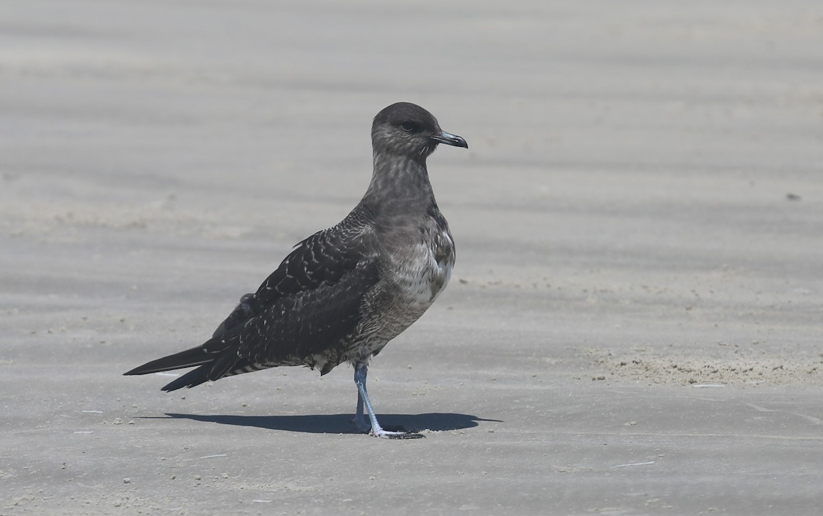 Long-tailed Jaeger - ML363548141