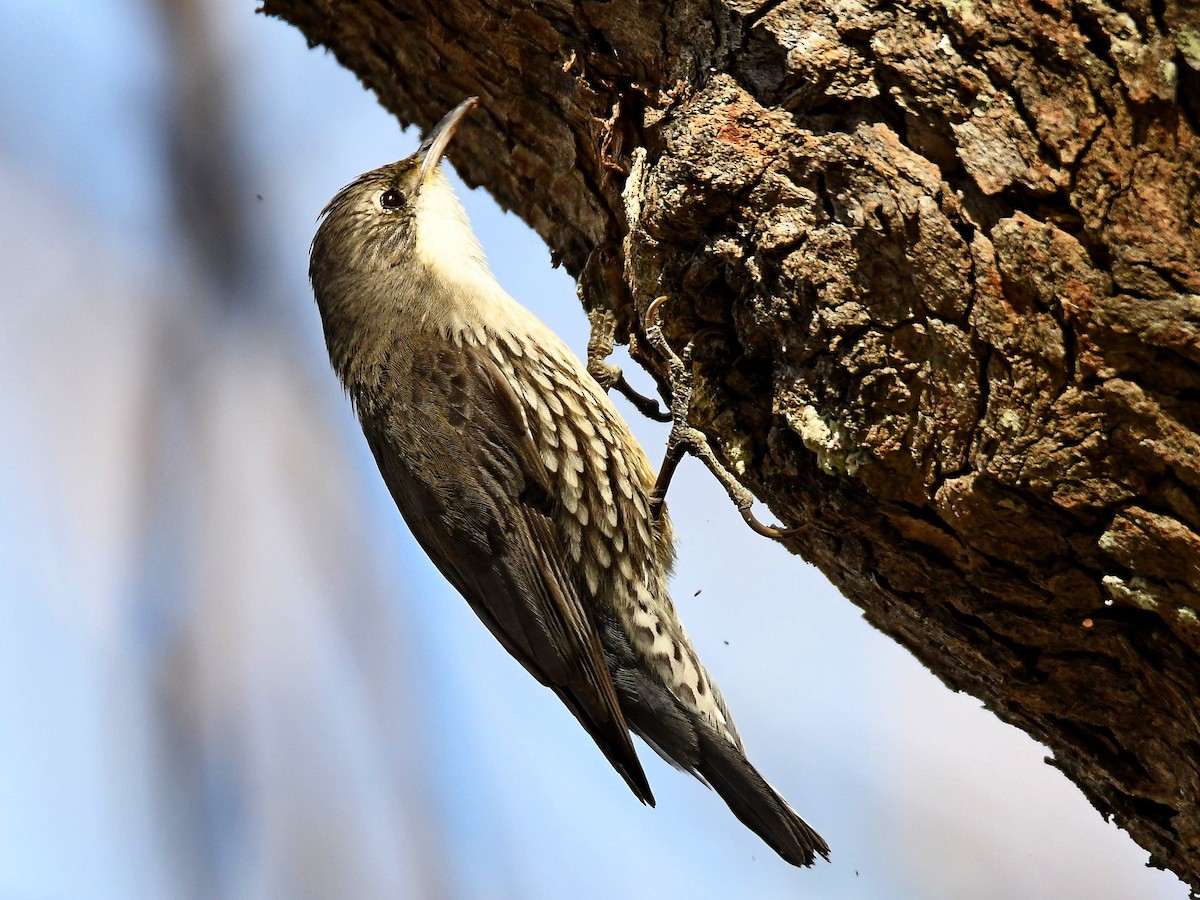 White-throated Treecreeper - ML363550301