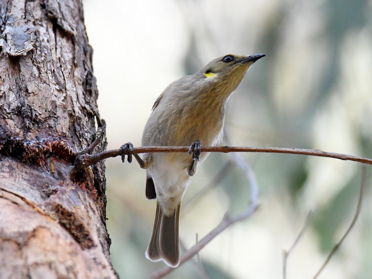 Fuscous Honeyeater - ML363550401