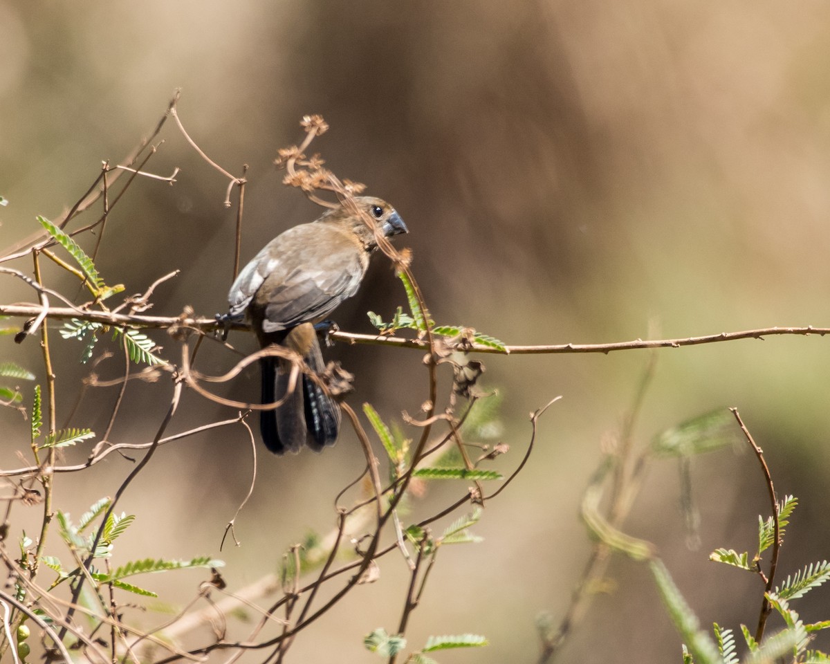 Rusty-collared Seedeater - ML36355041