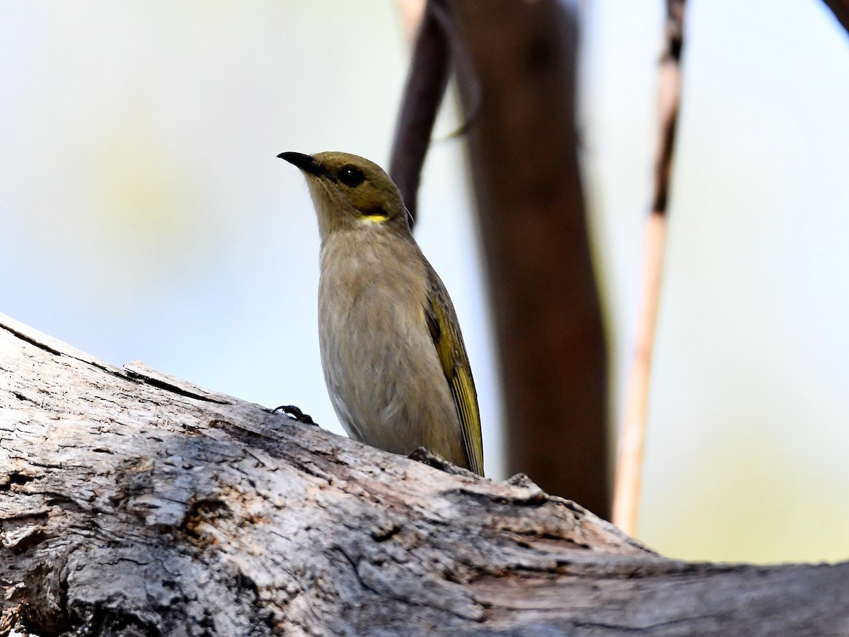 Fuscous Honeyeater - ML363550421