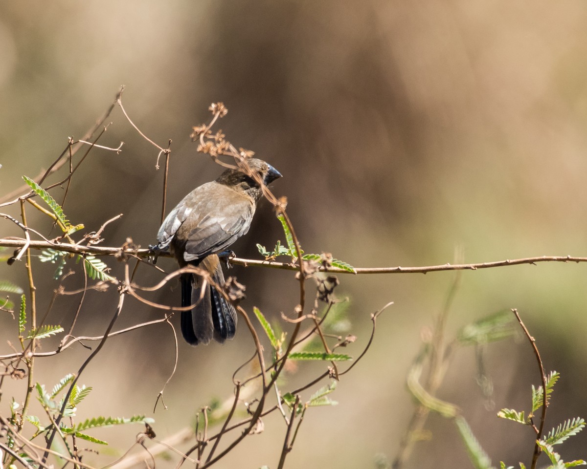Rusty-collared Seedeater - ML36355051