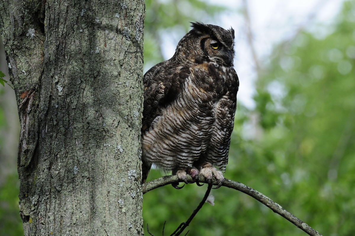 Great Horned Owl - ML363550531