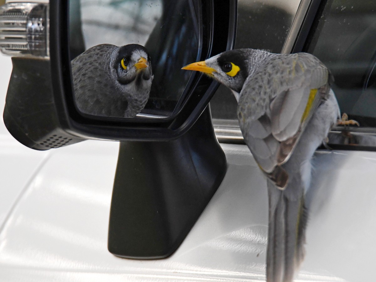 Noisy Miner - ML363550781