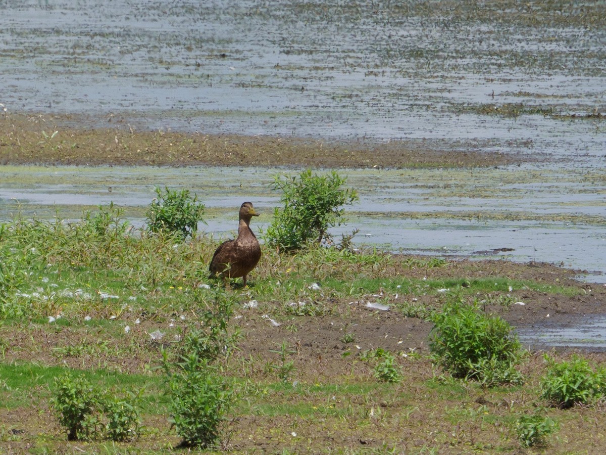 アメリカガモ - ML363552491