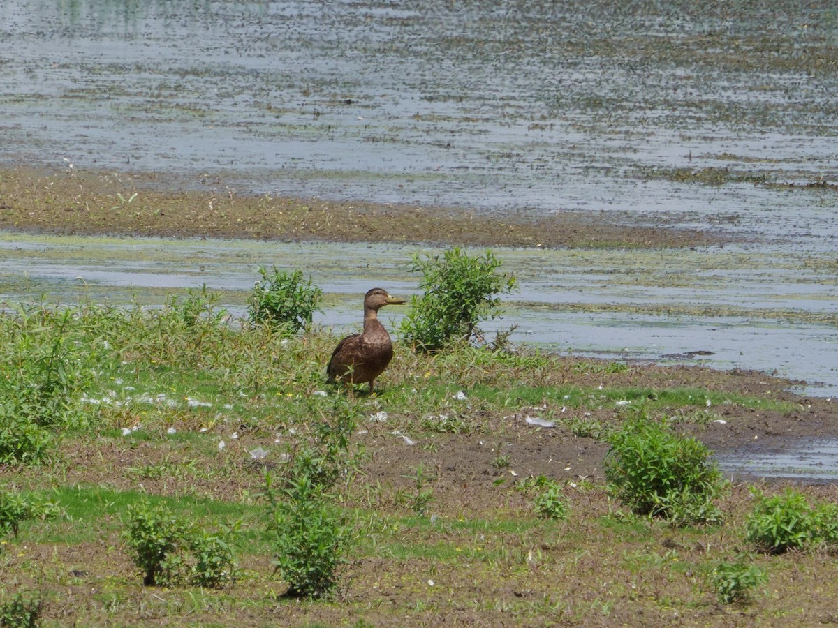 アメリカガモ - ML363552521