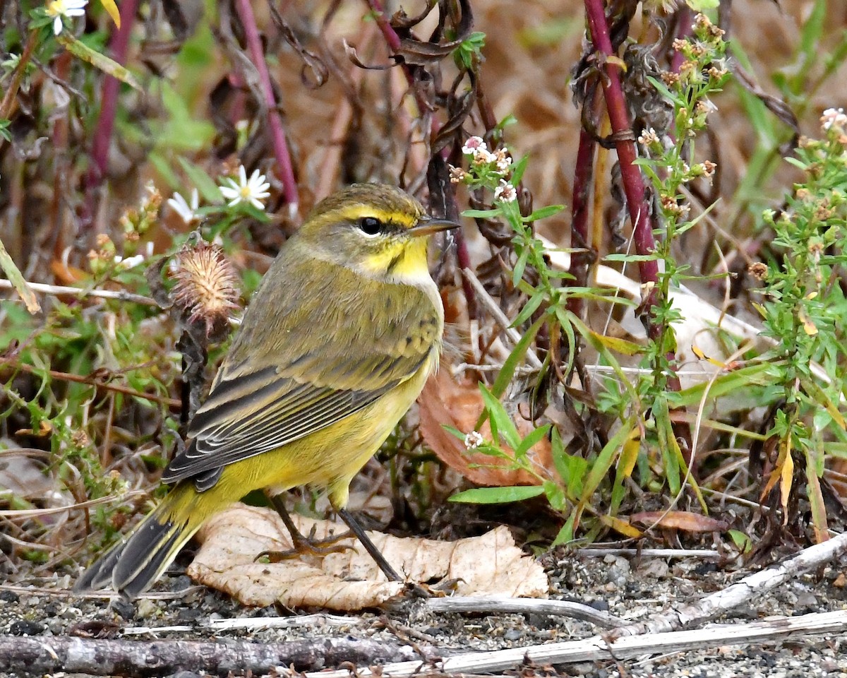 Palm Warbler - ML36355281