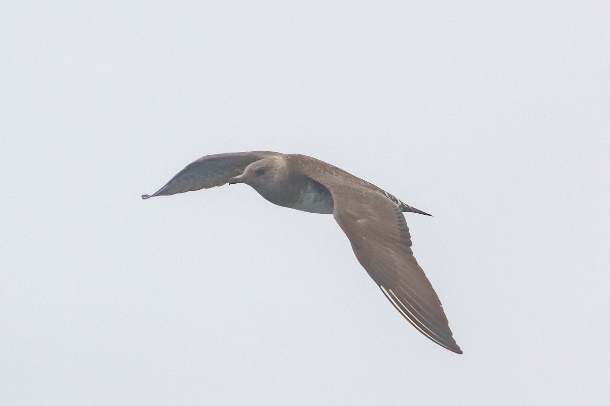 Long-tailed Jaeger - Seth Benz