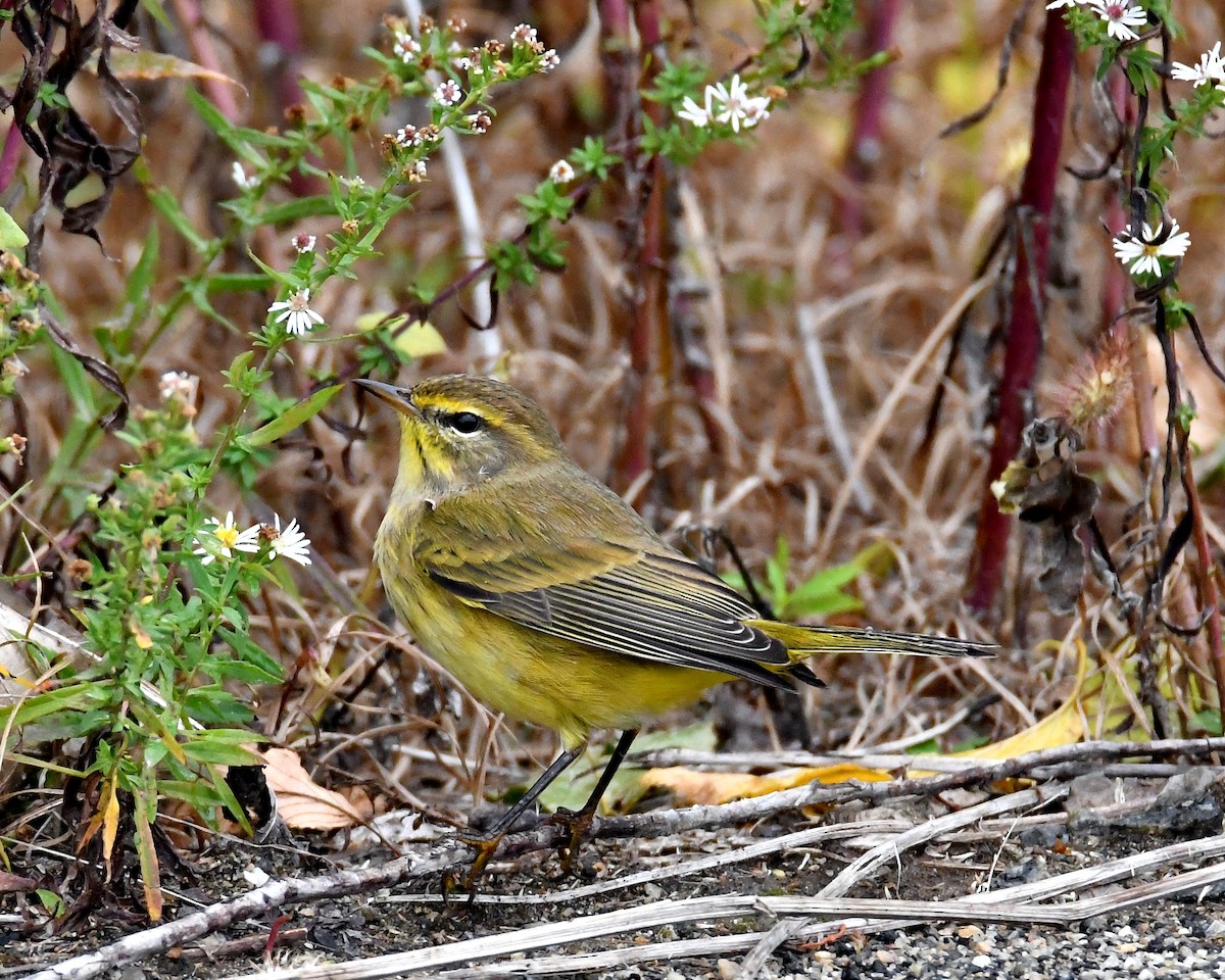 Palm Warbler - Dorrie Holmes