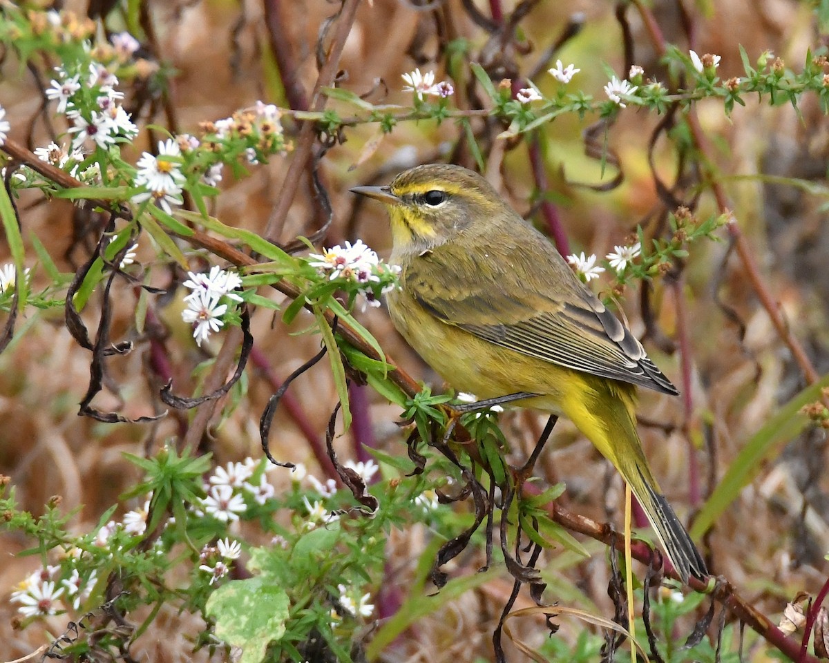 Palm Warbler - ML36355321