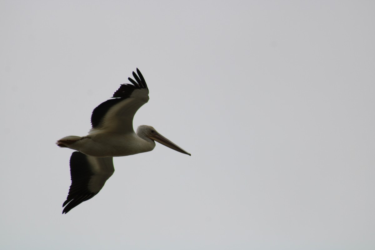 pelikán severoamerický - ML363554071