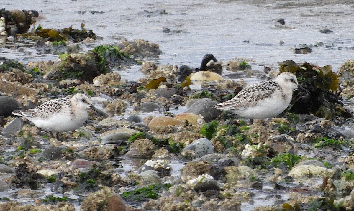 Bécasseau sanderling - ML363554081