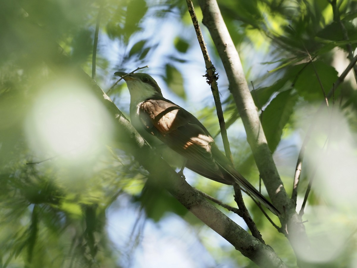 Yellow-billed Cuckoo - ML363554841