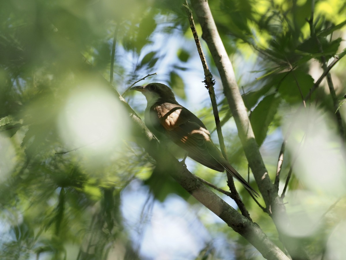 Yellow-billed Cuckoo - ML363554891