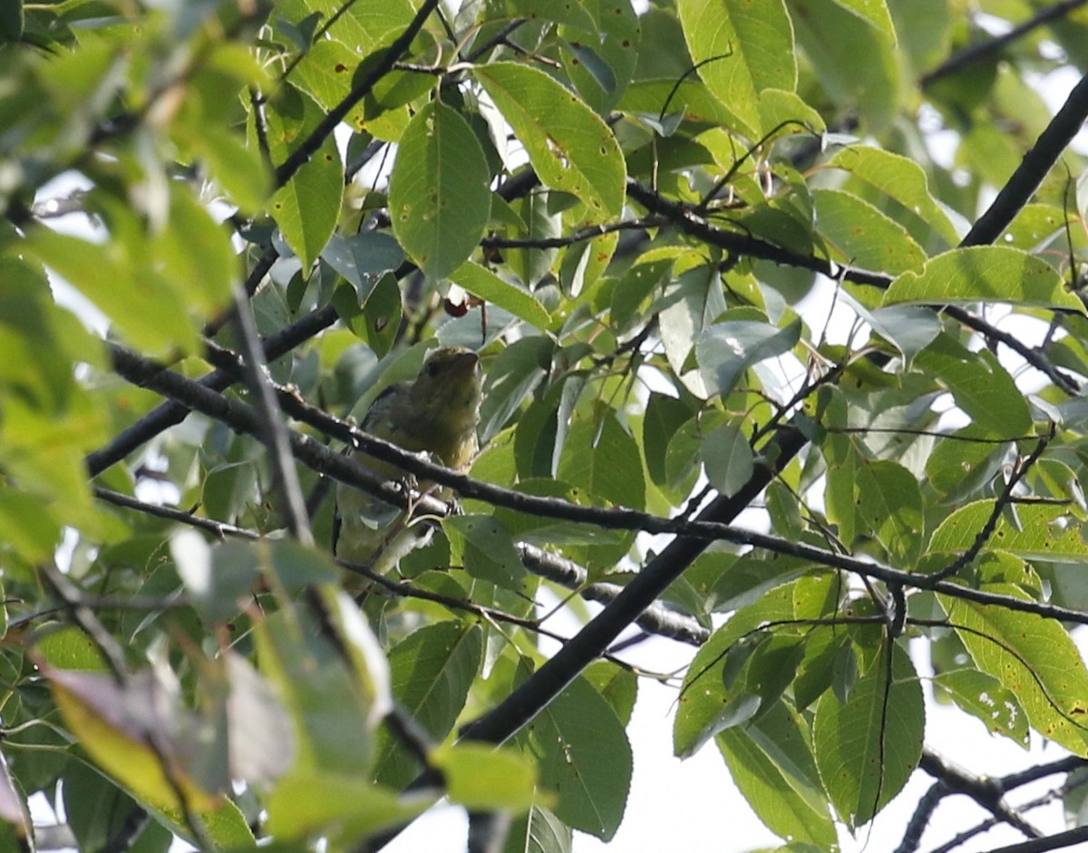 tanager sp. (Piranga sp.) - ML363555101