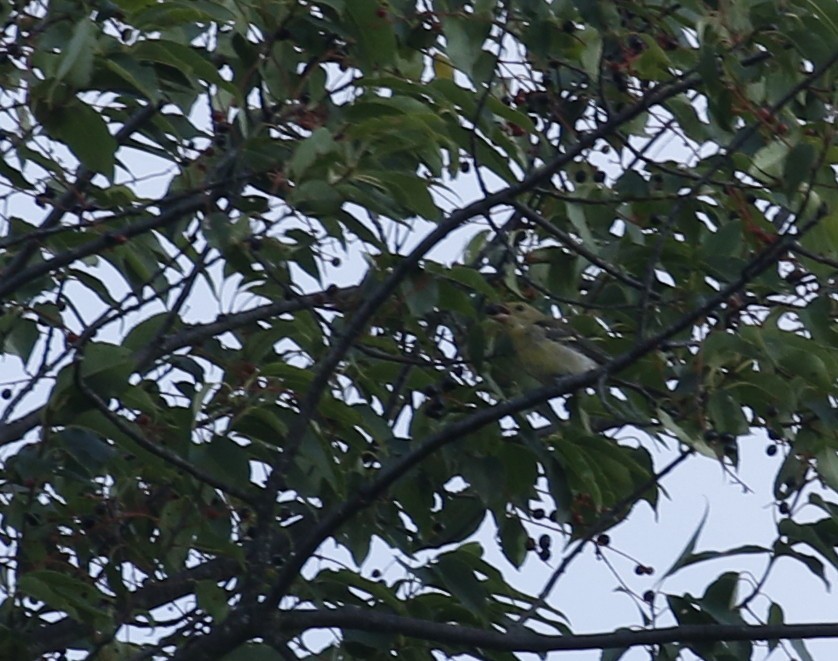 tanager sp. (Piranga sp.) - ML363555301