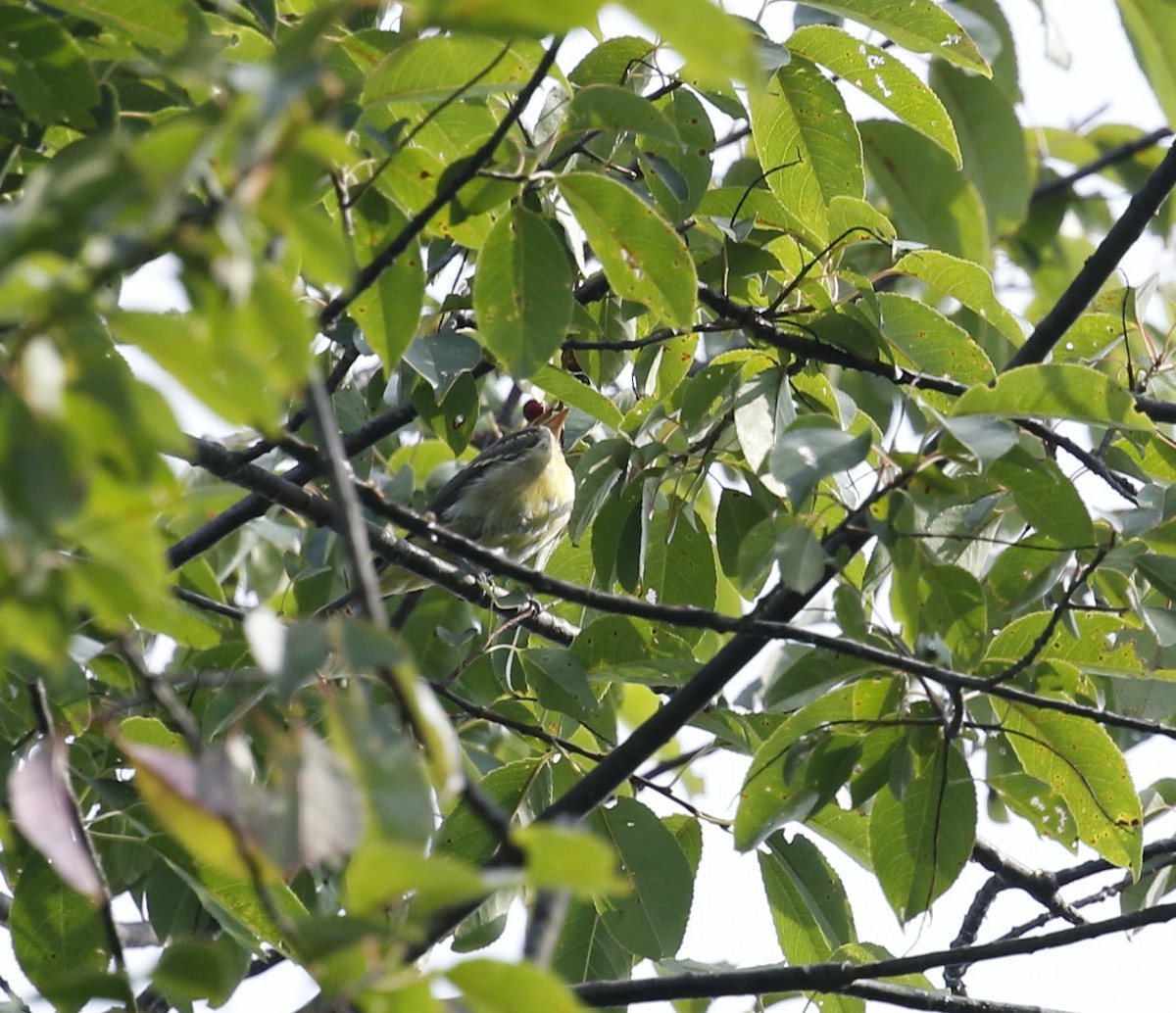 tanager sp. (Piranga sp.) - ML363555681