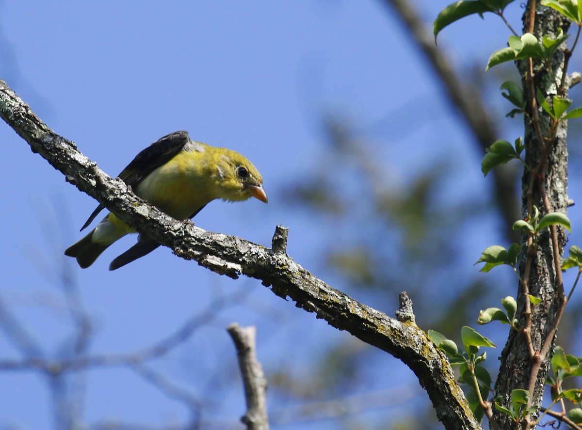 Scarlet Tanager - ML363555861