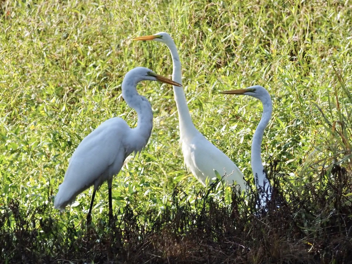 Great Egret - ML363555921
