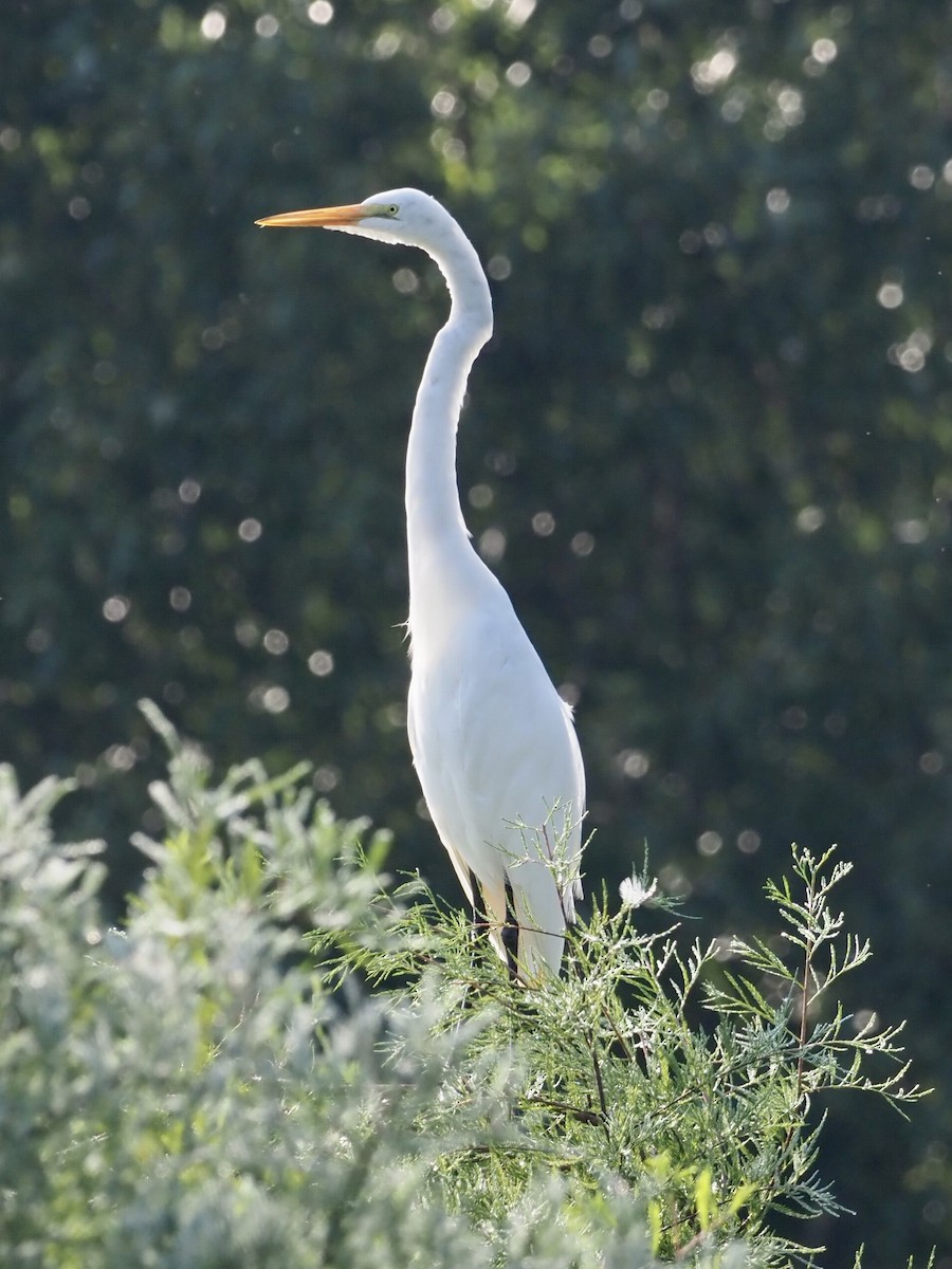 Great Egret - ML363555931