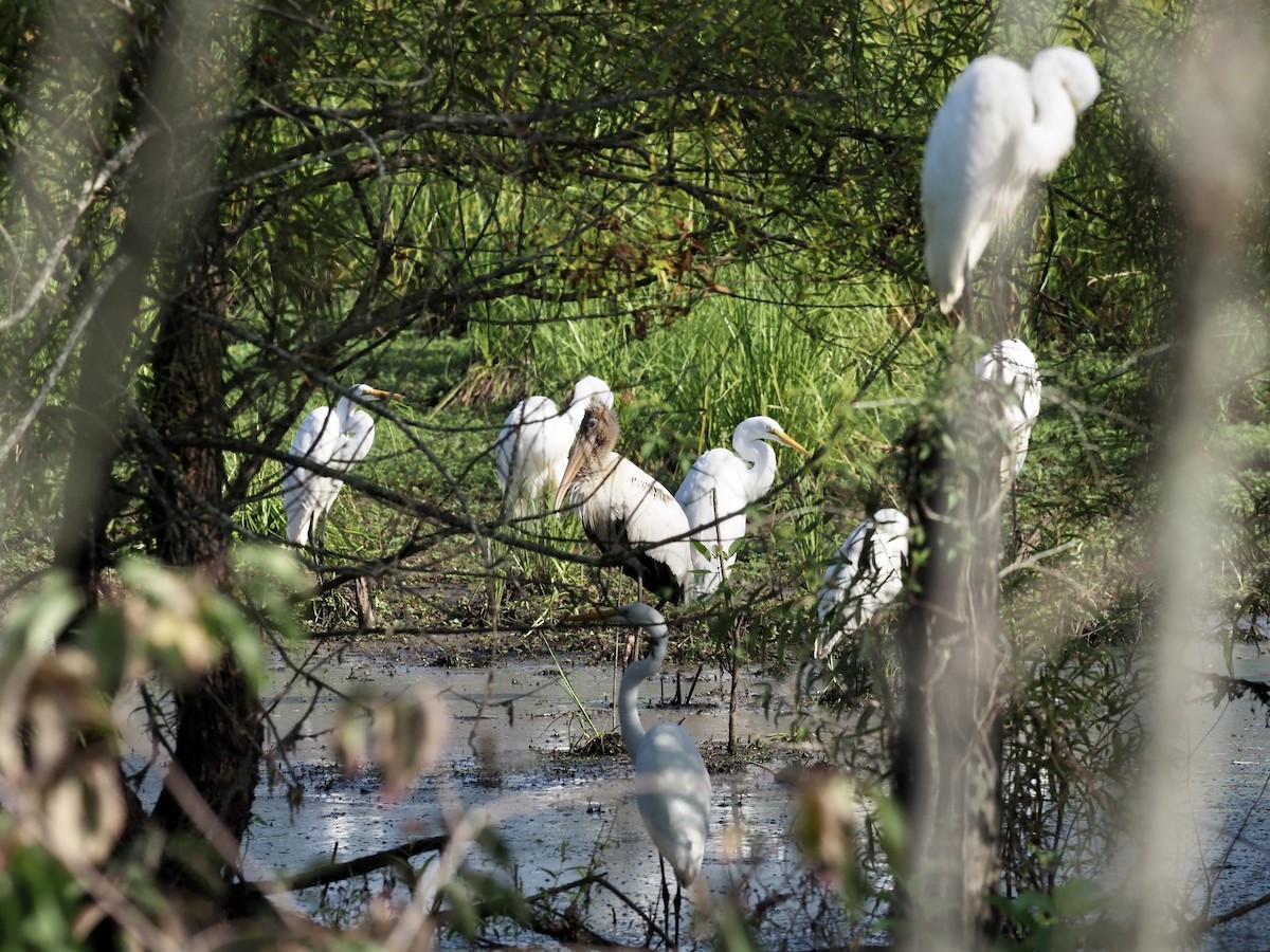 Great Egret - ML363555951