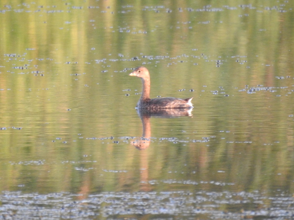 Pied-billed Grebe - ML363556371