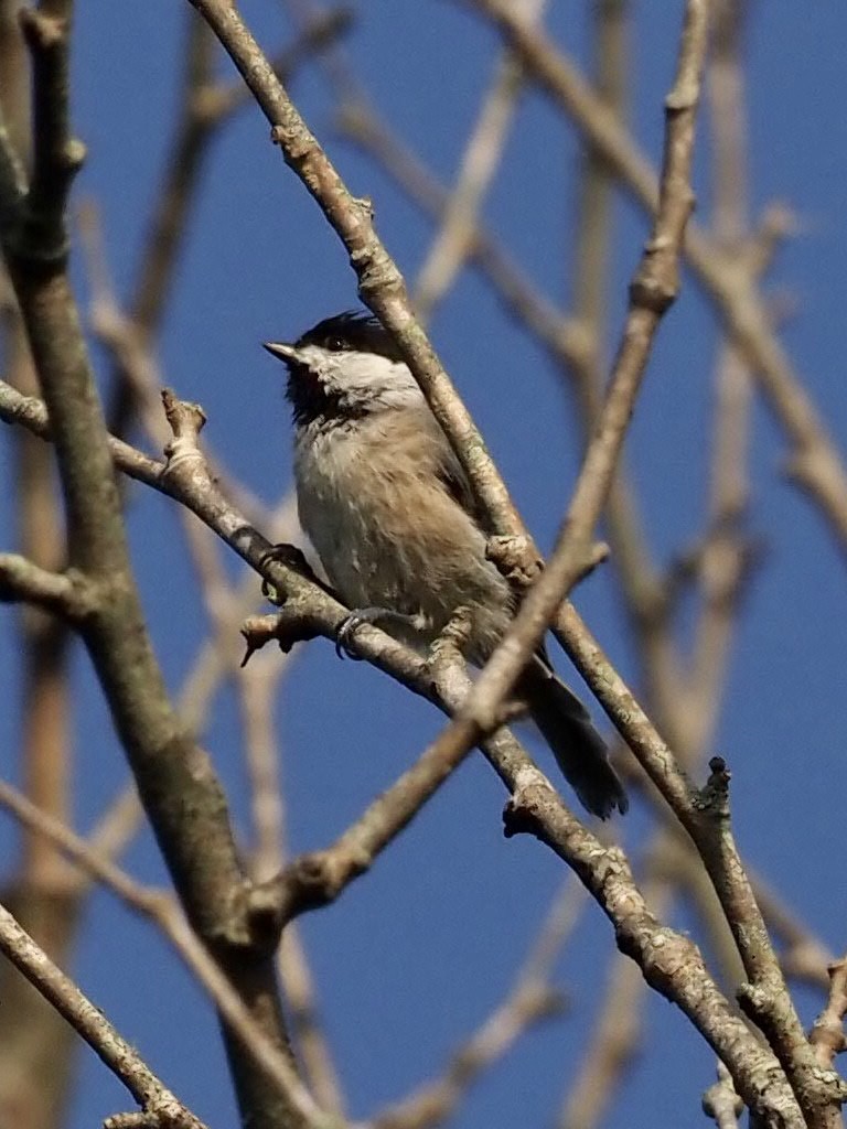Carolina Chickadee - ML363556511