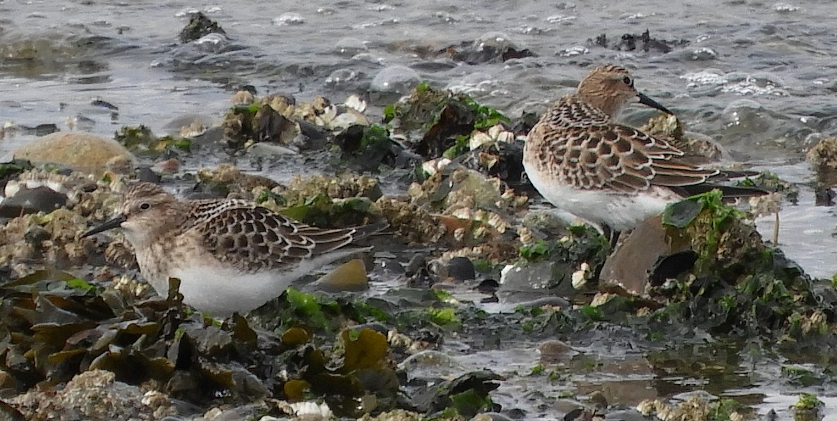 Baird's Sandpiper - Don Duprey