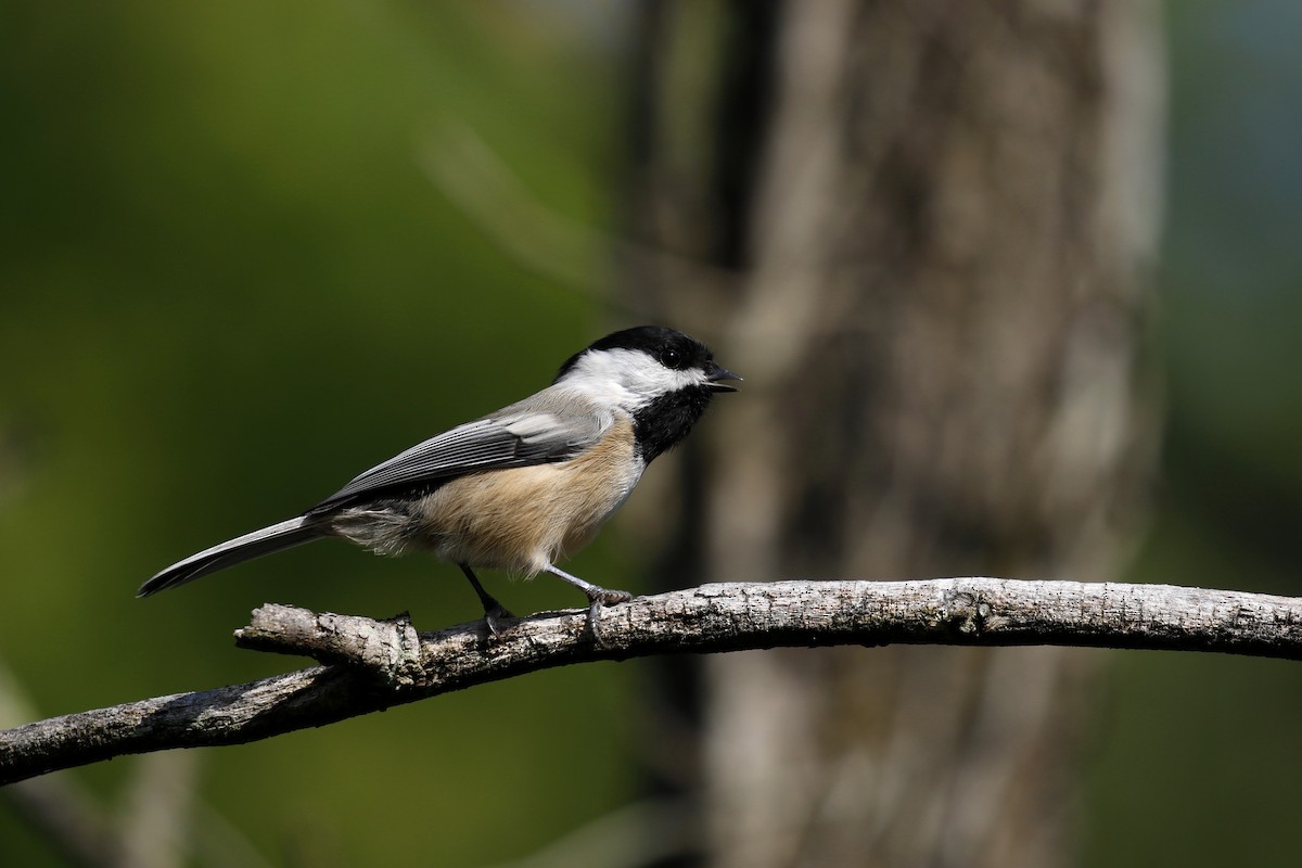 Black-capped Chickadee - ML363556751