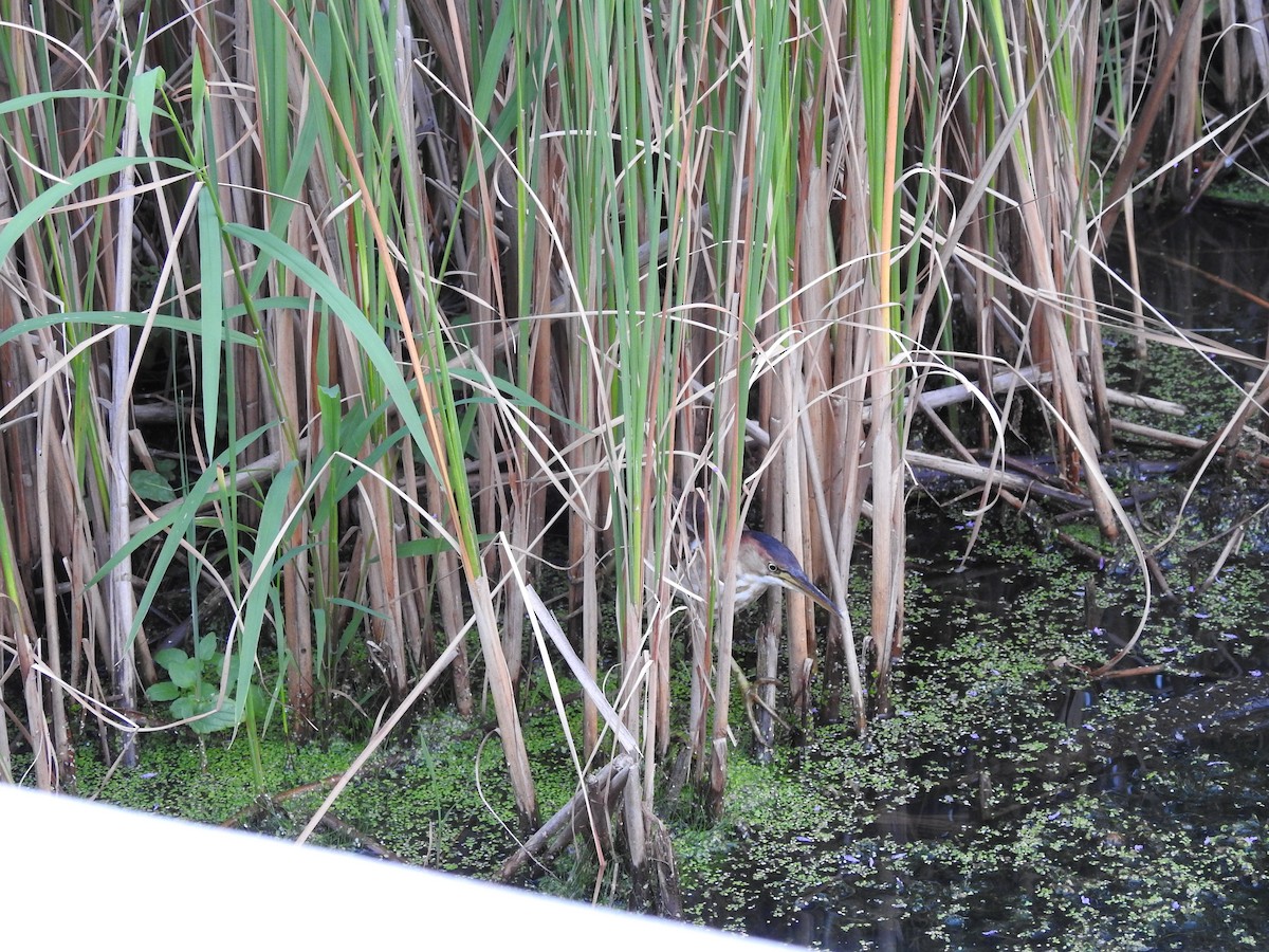 Least Bittern - Darlene  Peterson