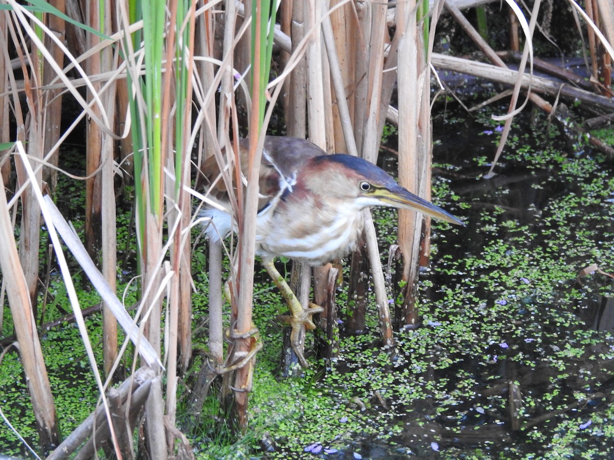 Least Bittern - Darlene  Peterson