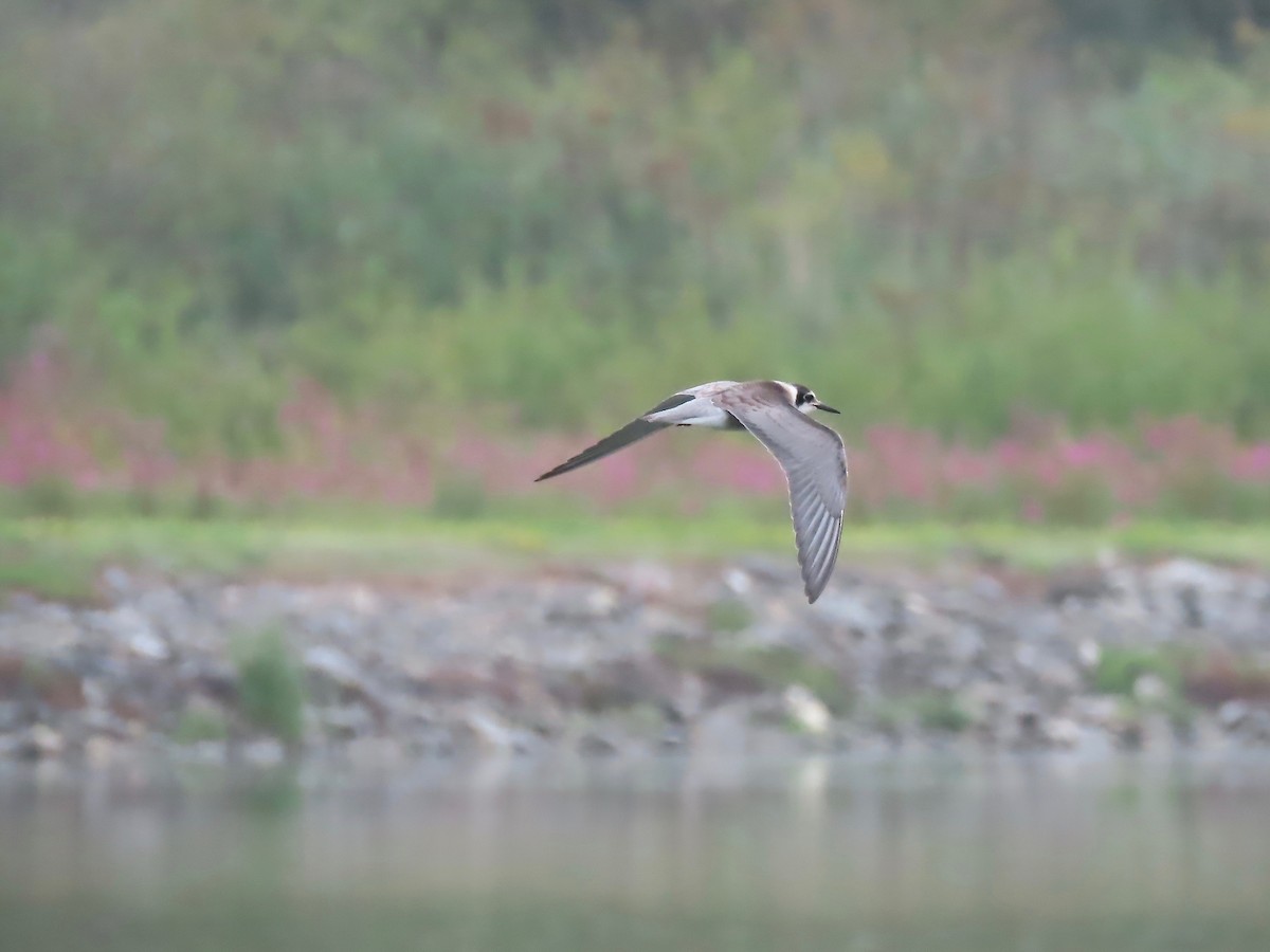 Black Tern - Marjorie Watson