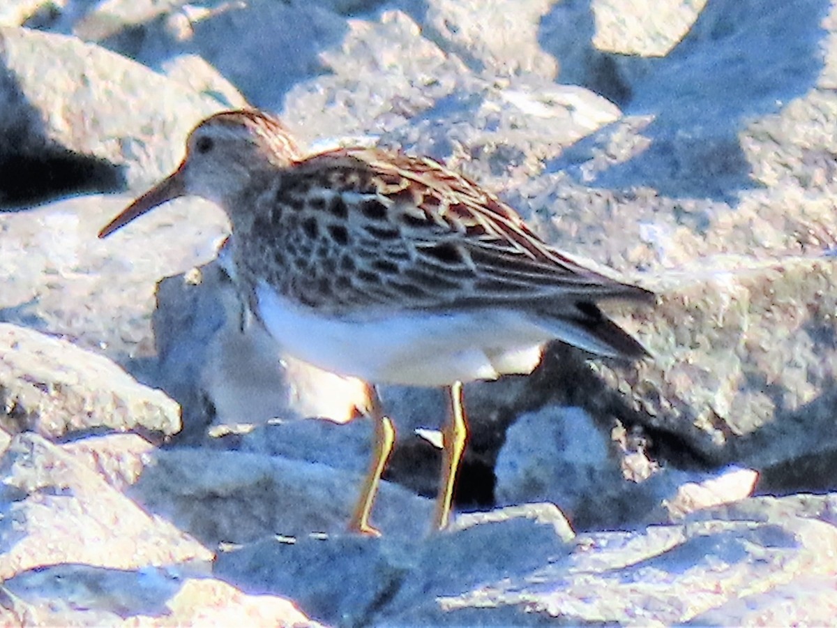 Pectoral Sandpiper - ML363557731