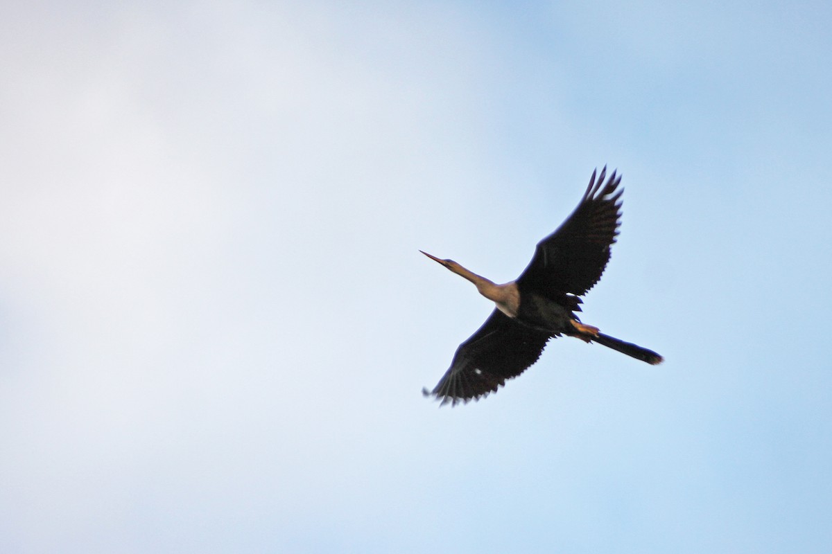 Anhinga d'Amérique - ML36356011