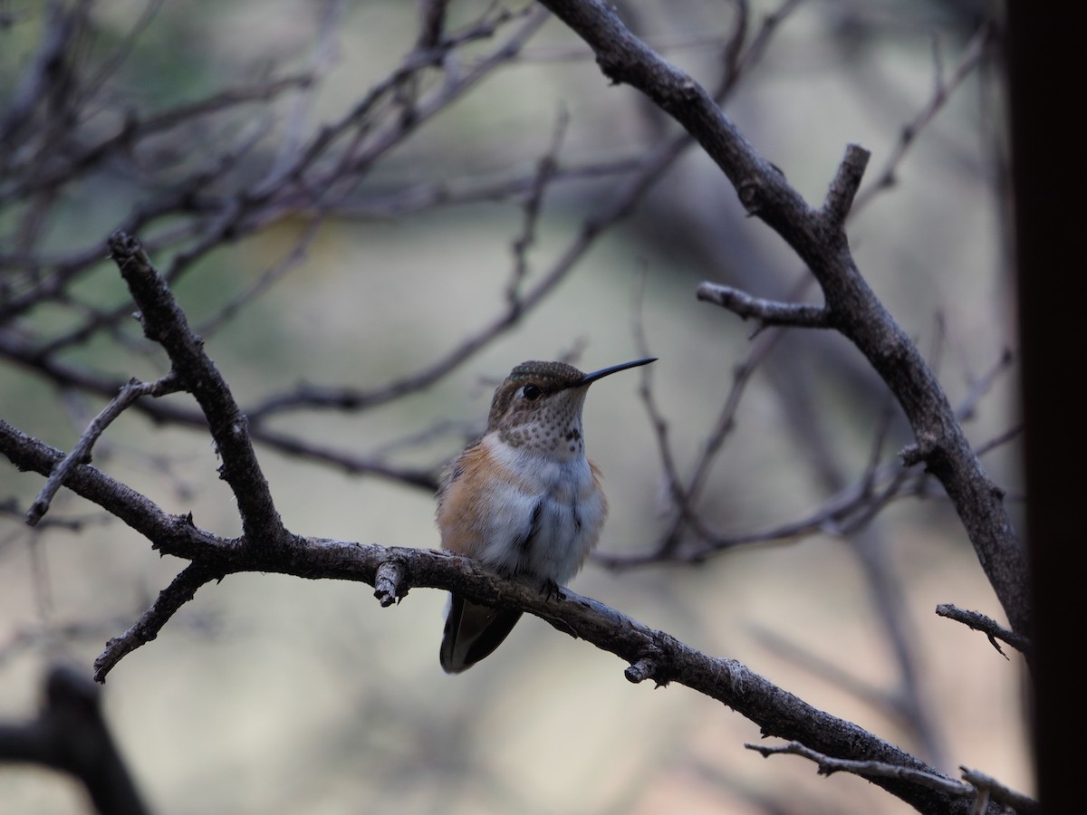 Rufous Hummingbird - ML363563741