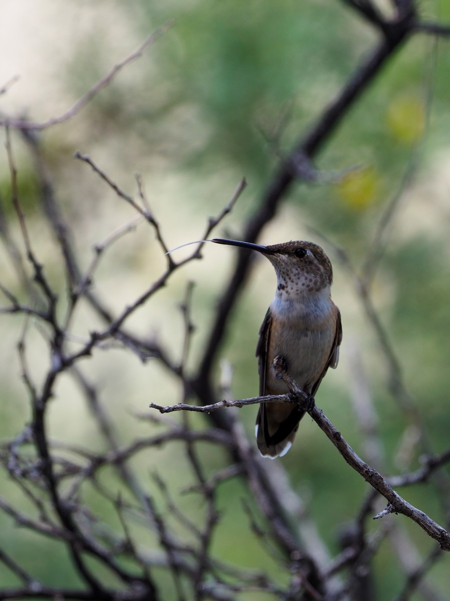 Rufous Hummingbird - ML363563751