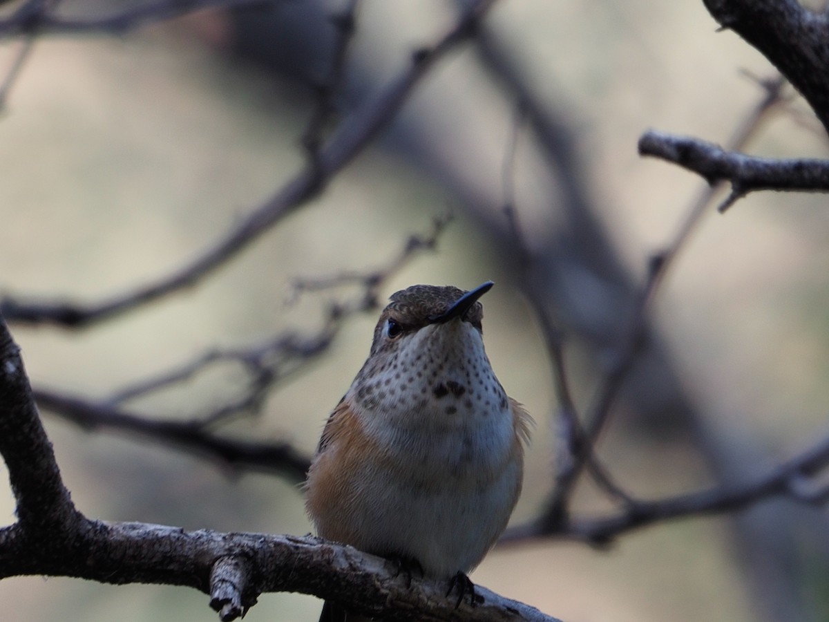 Rufous Hummingbird - ML363563761