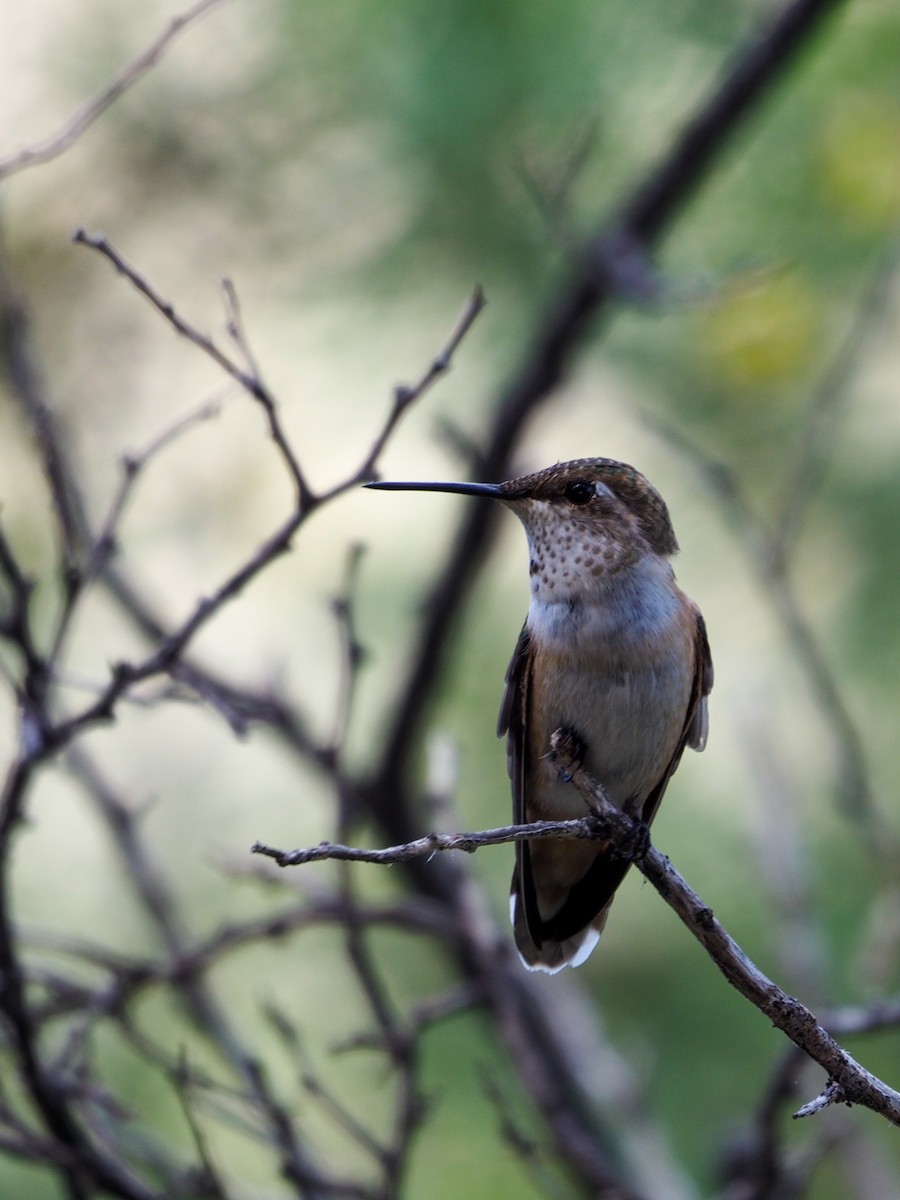 Rufous Hummingbird - ML363563771