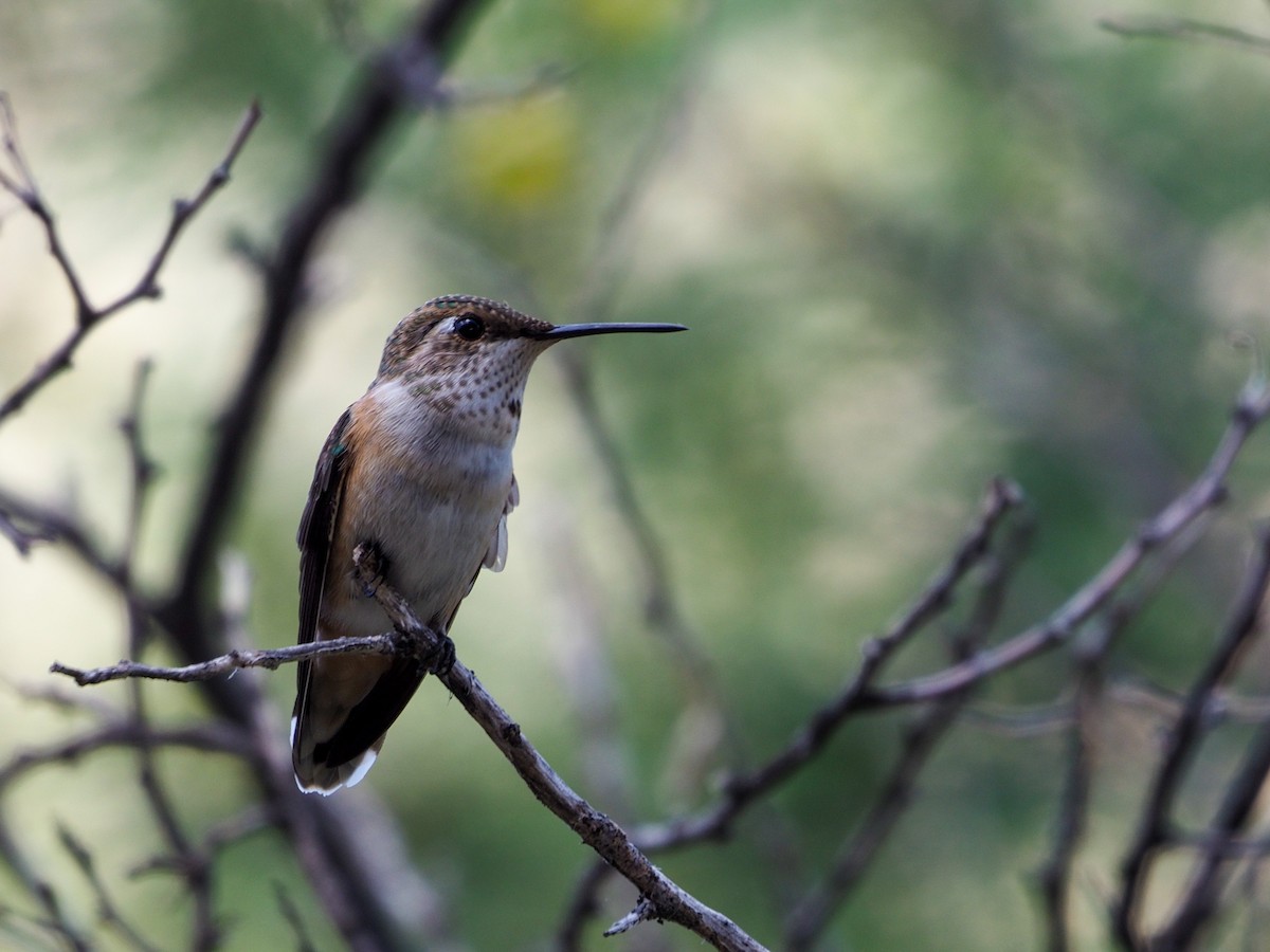 Rufous Hummingbird - ML363563781