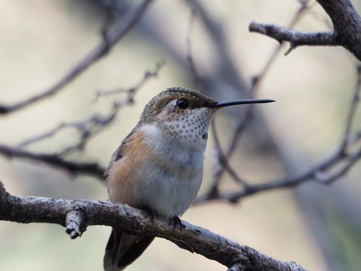 Rufous Hummingbird - ML363563801