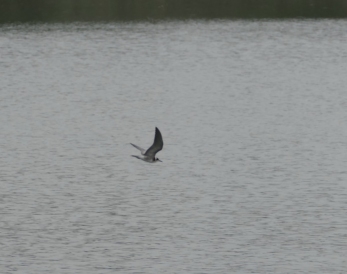 Black Tern - Nancy Houlihan