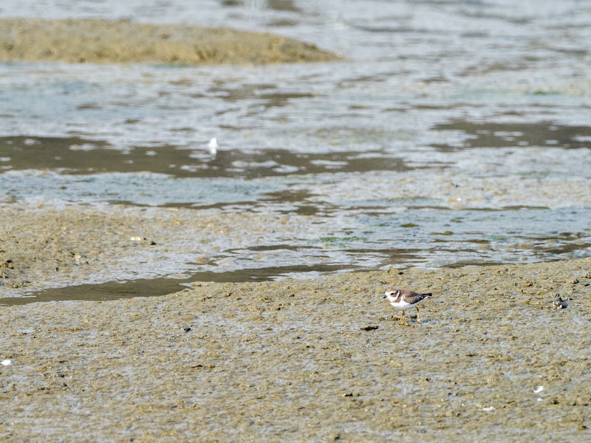 Semipalmated Plover - ML363564611