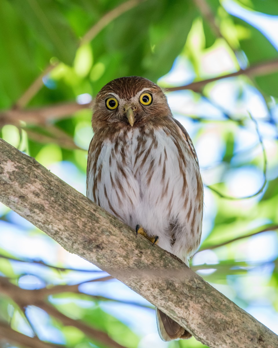 Ferruginous Pygmy-Owl - Hank Davis