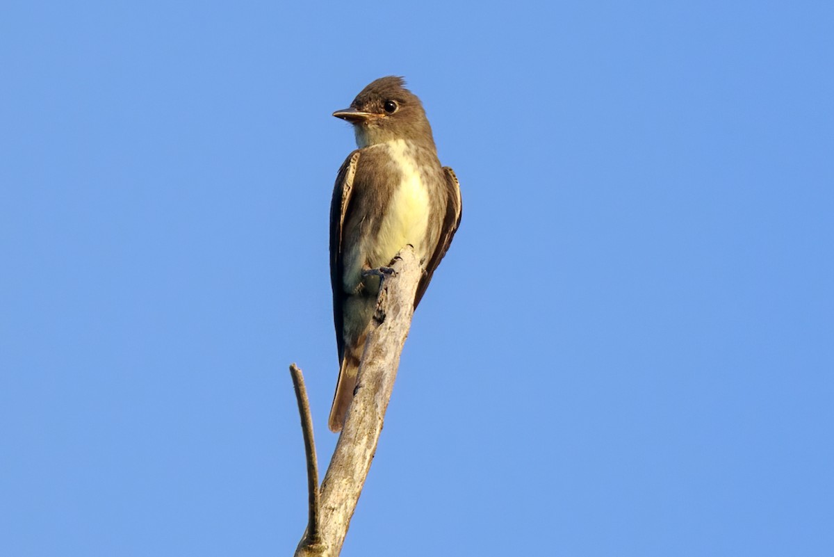 Olive-sided Flycatcher - ML363565441