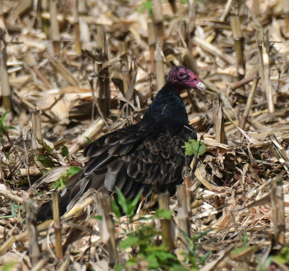 Turkey Vulture - ML363566011