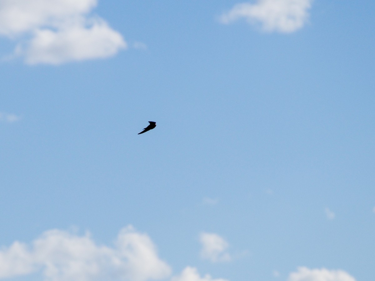 Black Swift - ML363566141