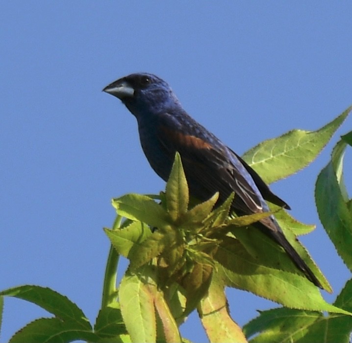 גבתאי כחול - ML363566211