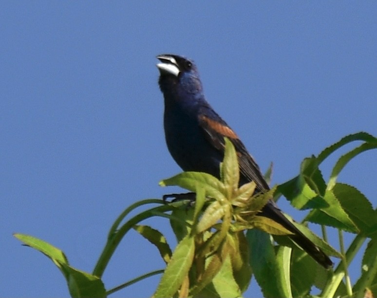 גבתאי כחול - ML363566231