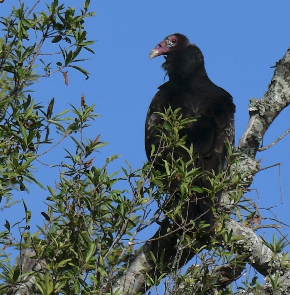 Turkey Vulture - ML363566381