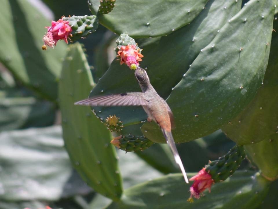 kolibřík tmavotemenný - ML363567601